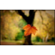 Falling Leaf