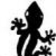 wingedgecko