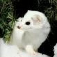 weasel14
