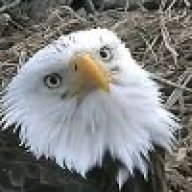 sheagle