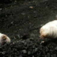 Bloated Maggot