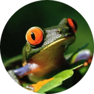 archfrog