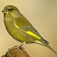 greenfinch_73