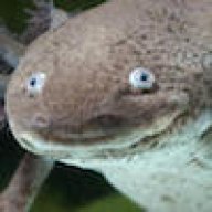 Sporeky
