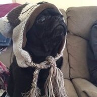 breadpug