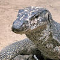 monitorlizard