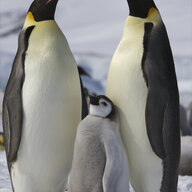 penguin02007