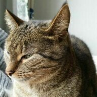 turbocat