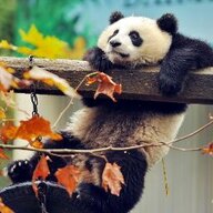 andrew_panda