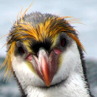 thatlinuxguy