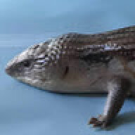 DavidTheIguana