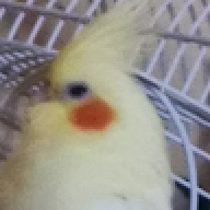 GamerToxy