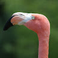 Hotwiredflamingo