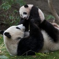 pandaparlor