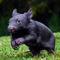 thedarkwombat