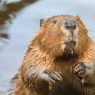 confusedbeaver