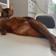 ThatRandomCat
