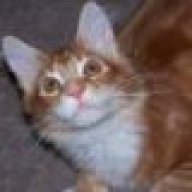 kittle