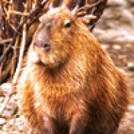 capybara