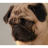 DaveTheDog