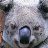 DropBear