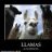 I_see_llamas