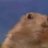 MarmadukeTheHamster