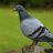MrPigeon
