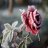 CryoRose