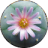 lophophora