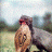 h1z1mongoose