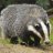 WildBadger