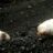Bloated Maggot