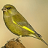 greenfinch_73