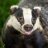cheekybadger