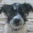 gerrydog65