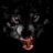 Grey-Wolf