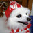 Dr_Doggo