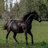 JusticeHorse