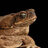 CDCToad
