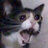 Katze