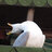Seagull04564