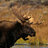 AirdropMoose