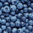 BlueberryBB