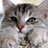Meow4834