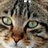 Linxismenow