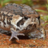 EnragedToad
