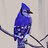 bluebirbb
