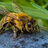 honeylozenge