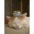 miao5mi